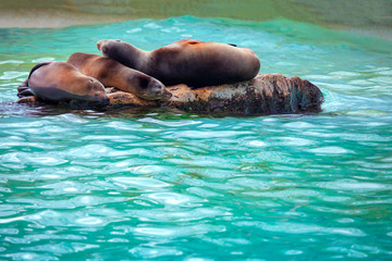 Fototapeta premium seals sleeping on the big rock in water 