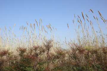 풍경