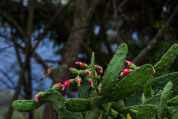Hummingbird takes advantage to feed on some flowers of a cactus, in São Gonçalo do Rio das Pedras, Minas Gerais, Brazil.