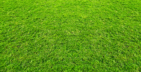 Landscape of grass field in green public park use as natural background or backdrop. Green grass texture from a field.