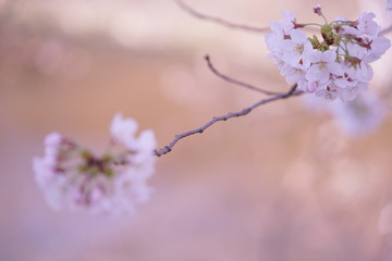 ひとかたまりに咲くソメイヨシノ(1)