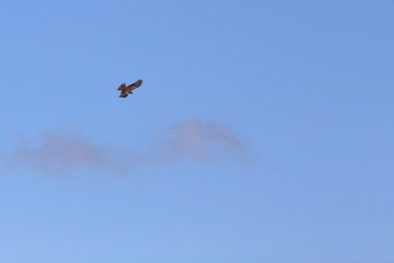 Bird of prey in blue sky with small cloud on the Atherton Tablelands in Tropical North Queensland, Australia