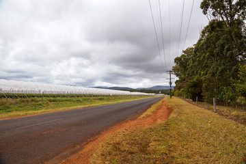 Green houses on a large farm beside road on the Atherton Tableland in Tropical North Queensland, Australia