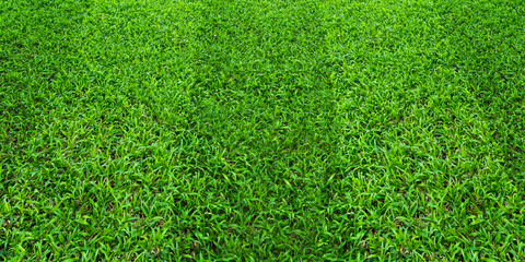 Fototapeta premium Green grass field pattern background for soccer and football sports. Green lawn texture background.