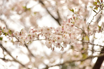 満開の桜
