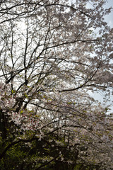 満開の桜