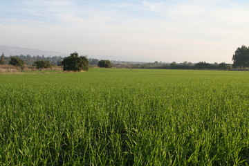 Obraz premium Amazing Landscapes of Israel, Views of the Holy Land