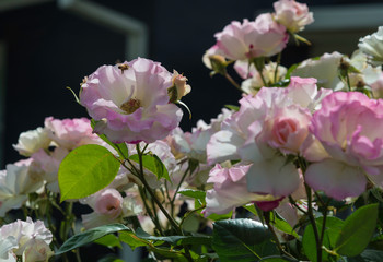 Fototapeta premium Rose flowers