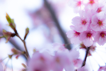 春の桜