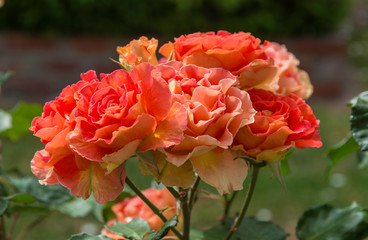 Rose flowers