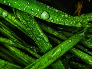 Water Drops on Plant Leaves After the Rains