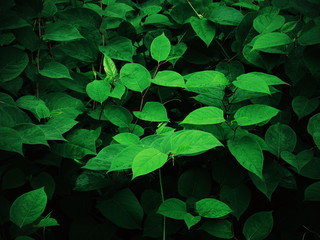 Cluster of Green Leaves 