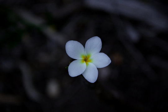 Small flower photographed in the altitude fields of Igatu, in the Chapada Diamantina.