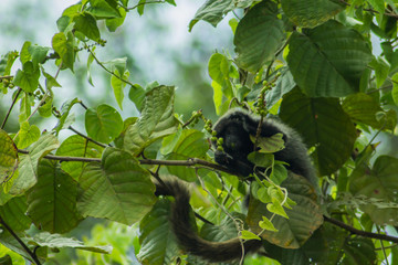 A monkey feeds on fruit in the woods on the banks of the Marimbus river, in Lençóis, in the Chapada Diamantina, Bahia, Brazil. - Powered by Adobe