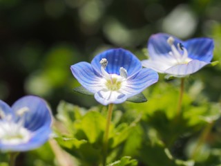 オオイヌノフグリの花のアップ