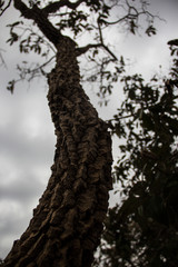 The barbatimão (Stryphnodendron adstringens) is a typical Cerrado tree that is one of the most used medicinal plants in Brazil.