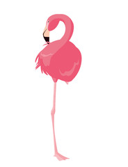 elegant flamingo bird icon