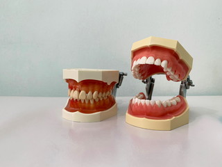 Teeth and jaw model on white table in the dentist clinic.