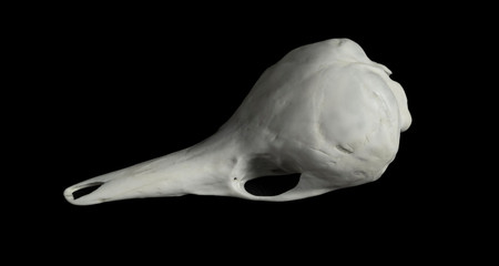 echidna skull