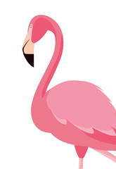 elegant flamingo bird icon