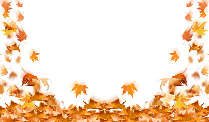 falling leaves in autumn background isolated space for your text