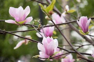 Obraz premium ピンク紫色のモクレンの花