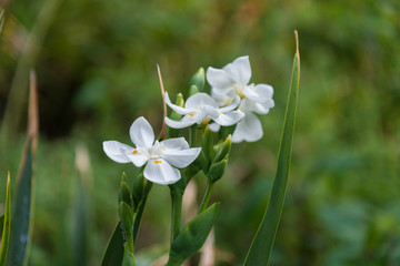 Flowers in Melbourne Royal Botanic garden