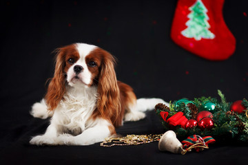 Christmas photo of cavalier king charles spaniel on black background