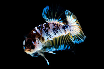 Betta fish Fight in the aquarium