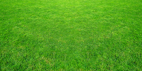 Landscape of grass field in green public park use as natural background or backdrop. Green grass texture from a field.
