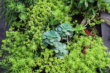 Image of green crassula plant, succulent plant and other kinds of plant on green vertical garden...