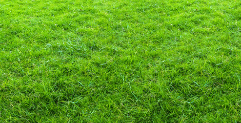 Landscape of grass field in green public park use as natural background or backdrop. Green grass texture from a field.