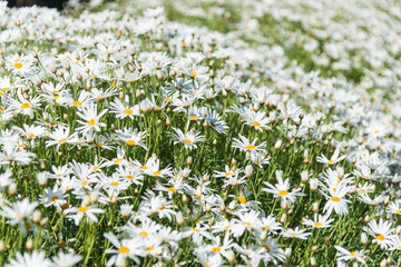 Daisy flowers