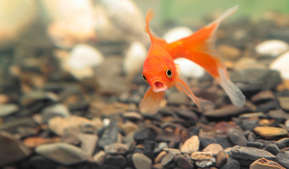  gold fish surprise and open mouth