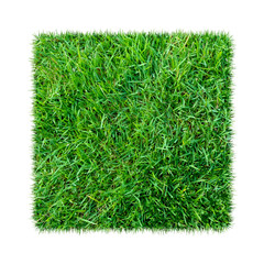 Green grass. Natural texture background. Fresh spring green grass. isolated on white background.