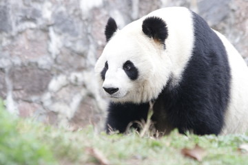 Obraz premium Giant Panda is Exploring his Playground, Chengdu, China