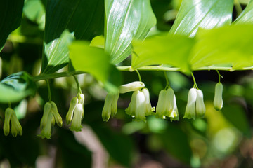 Flowers in Melbourne Royal Botanic garden