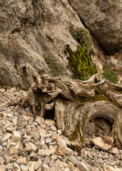 Moss grows on an old gnarled stump lying on a slope of chipped limestone with a boulder and small plants in the background.