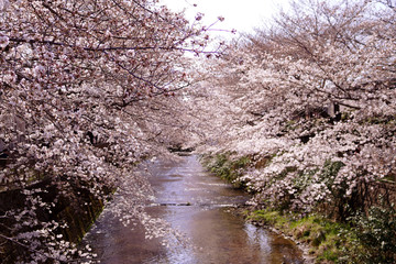 恩田川に覆いかぶさる桜(2)