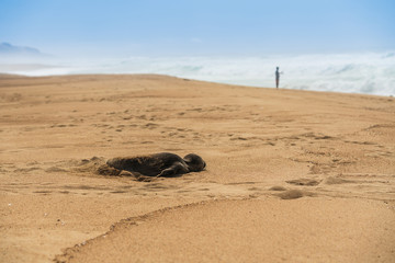 Newborn baby seal on the beach, California Coastline