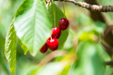 Cherries in tree