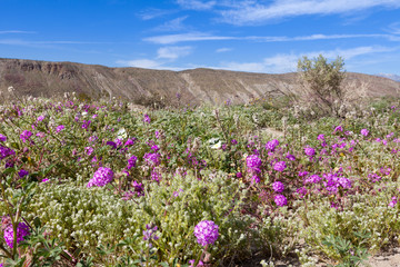 Wild flowes growing in Anza Borrego Desert State Park, California