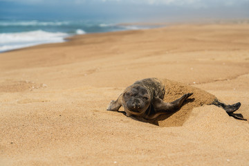 Newborn baby seal on the beach