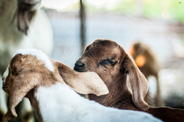 juego entre mordidas