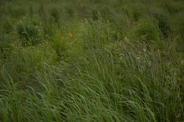 green grass in the wind