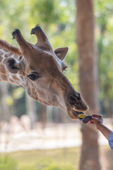 Portrait of an African giraffe. Head closeup on a natural blurred background.
