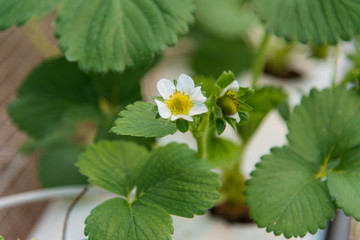 Flowers in Melbourne Royal Botanic garden