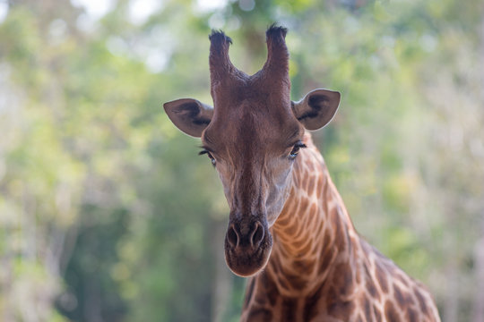 Portrait of an African giraffe. Head closeup on a natural blurred background.