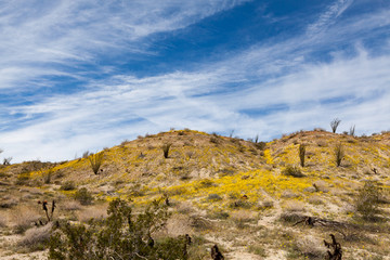 Desert landscape with blooming wild flowers in Anza Borrego Desert State Park, California
