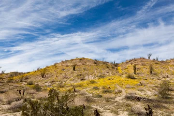 Foto op Canvas Desert landscape with blooming wild flowers in Anza Borrego Desert State Park, California © one5zero